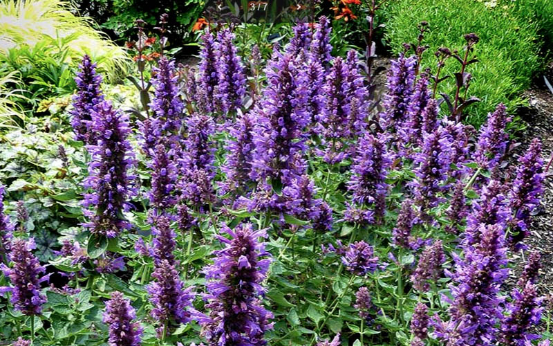  Poquito Dark Blue Agastache (Hummingbird Mint) - 1 Gallon Pot