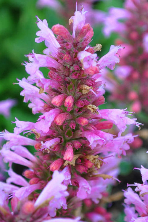  Poquito Lavender Agastache (Hummingbird Mint) - 1 Gallon Pot