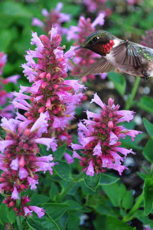  Poquito Lavender Agastache (Hummingbird Mint) - 1 Gallon Pot