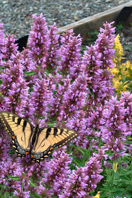  Poquito Lavender Agastache (Hummingbird Mint) - 1 Gallon Pot