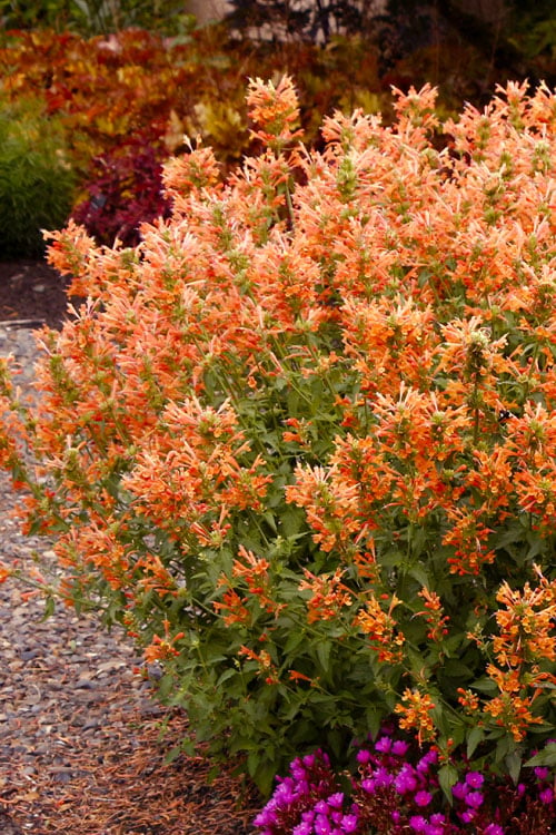  Poquito Orange Agastache (Hummingbird Mint) - 1 Gallon Pot
