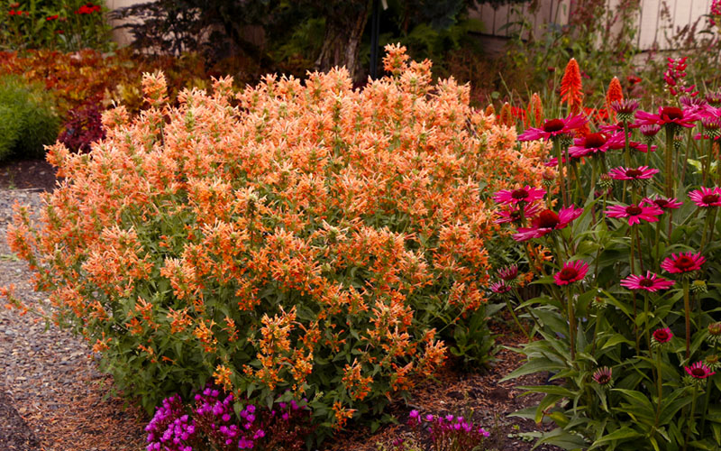  Poquito Orange Agastache (Hummingbird Mint) - 5 Pack Of Quart Pots