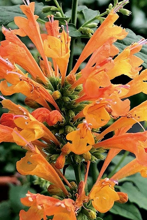  Poquito Orange Agastache (Hummingbird Mint) - 1 Gallon Pot