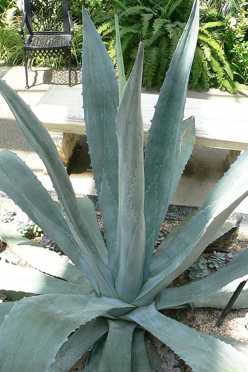  American Agave (Century Plant) - 3 Gallon Pot
