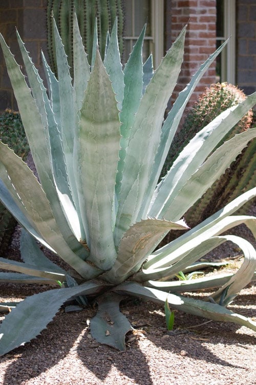  American Agave (Century Plant) - 3 Gallon Pot
