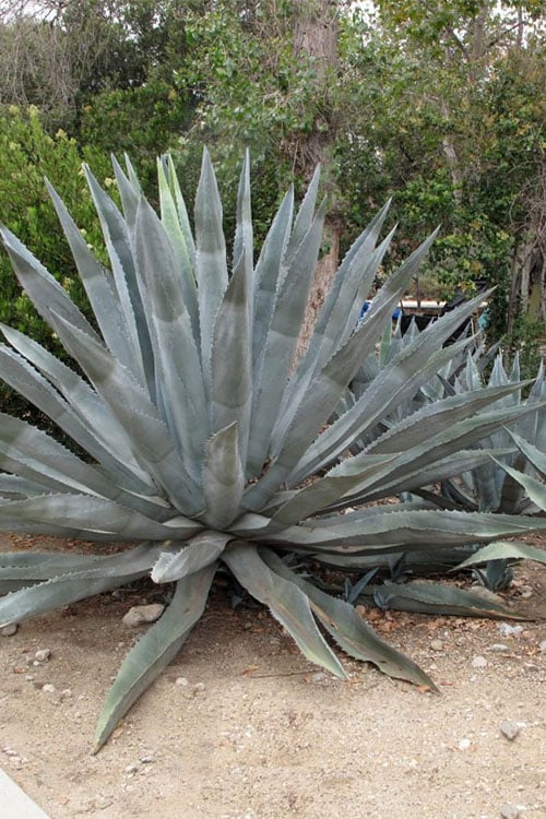 American Agave (Century Plant) - 3 Gallon Pot