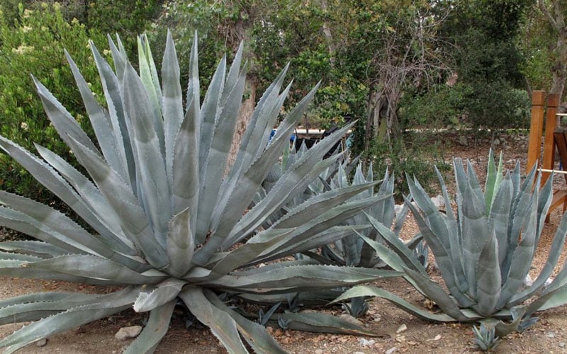  American Agave (Century Plant) - 3 Gallon Pot