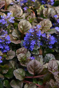  Bronze Beauty Ajuga - Bugleweed - 1 Gallon Pot