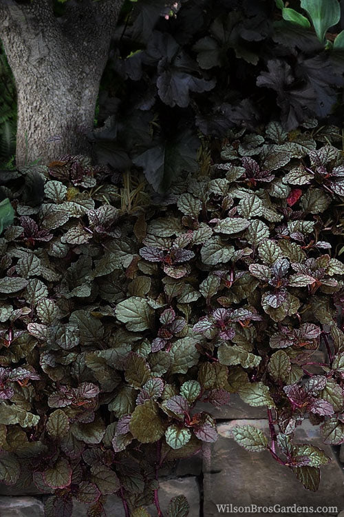  Bronze Beauty Ajuga - Bugleweed - 1 Gallon Pot