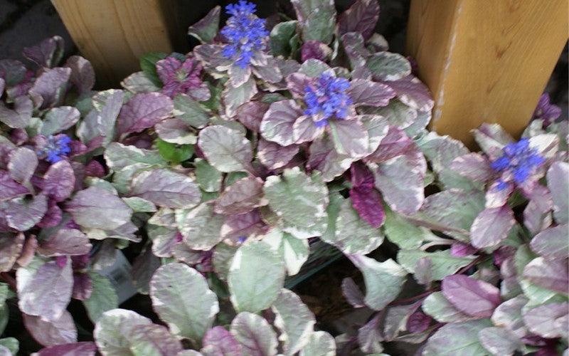  Burgundy Glow Ajuga - Bugleweed - 18 Pack Of 4" Pint Pots