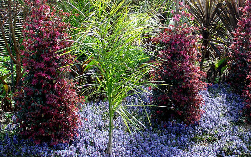  Chocolate Chip Ajuga (Bugleweed) - 5 Pack Of 4" Pint Pots