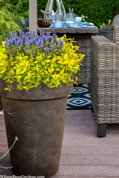  Cordial Canary Ajuga (Bugleweed) - 5 Pack Of Quart Pots