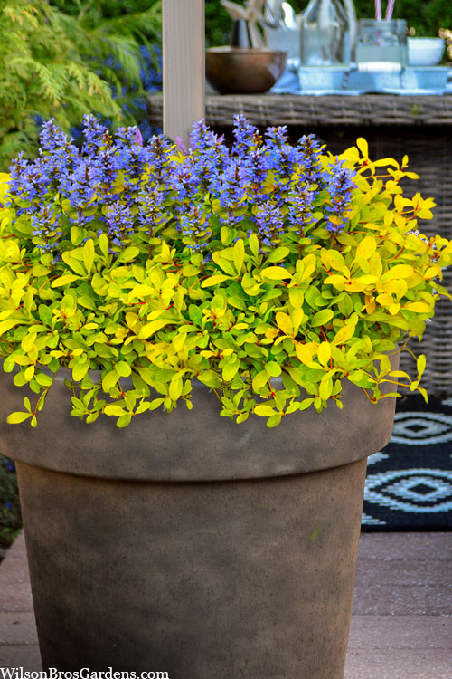  Cordial Canary Ajuga (Bugleweed) - 5 Pack Of Quart Pots