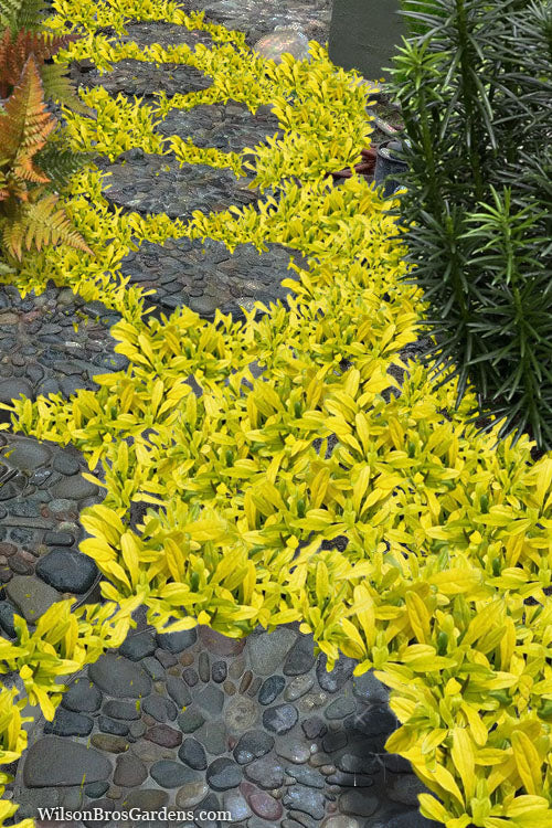  Cordial Canary Ajuga (Bugleweed) - 5 Pack Of Quart Pots