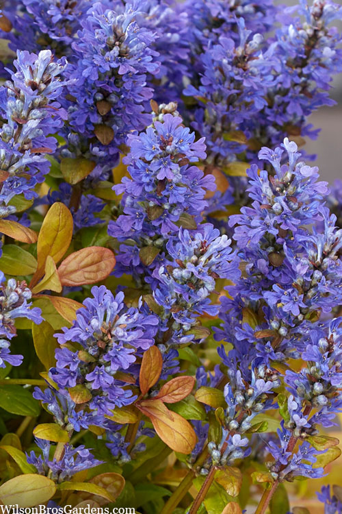  Fancy Finch Ajuga (Bugleweed) - 5 Pack Of Quart Pots
