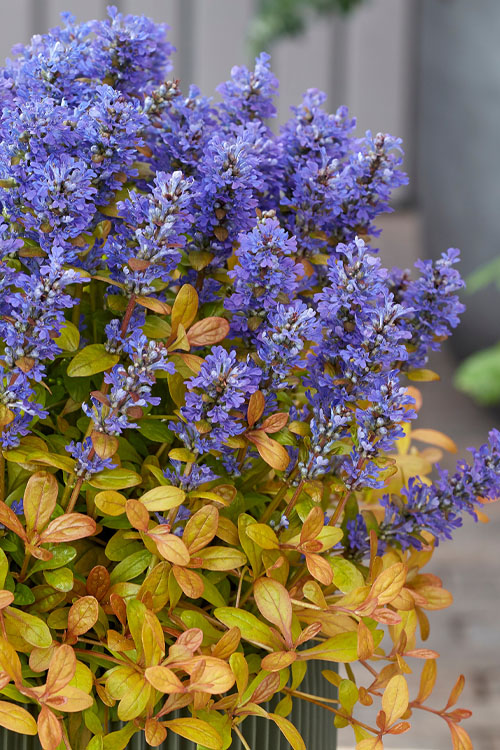  Fancy Finch Ajuga (Bugleweed) - 5 Pack Of Quart Pots