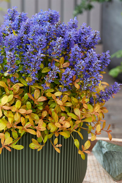  Fancy Finch Ajuga (Bugleweed) - 5 Pack Of Quart Pots