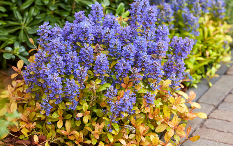  Fancy Finch Ajuga (Bugleweed) - 5 Pack Of Quart Pots
