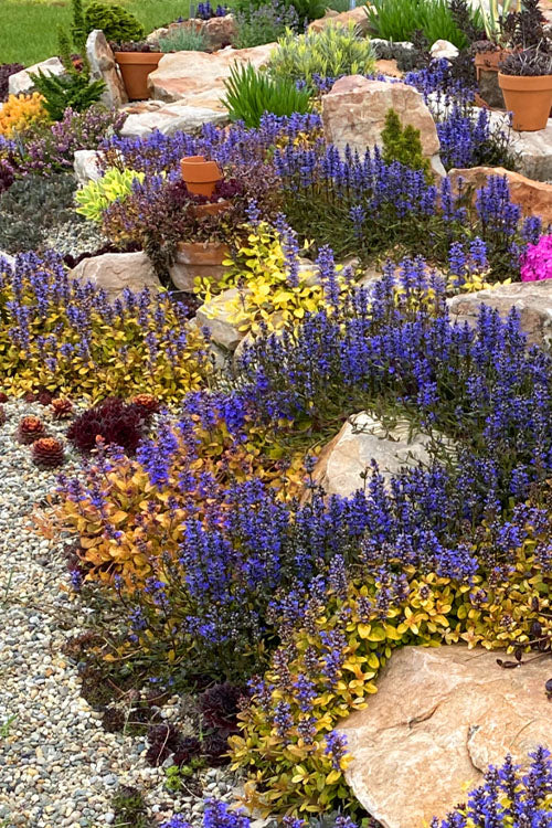  Pleasant Pheasant Ajuga (Bugleweed) - 18 Pack Of Pint Pots