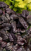  Fierce Falcon Ajuga (Bugleweed) - 5 Pack Of Quart Pots