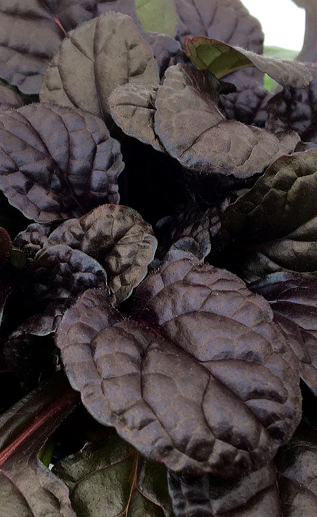  Fierce Falcon Ajuga (Bugleweed) - 5 Pack Of Quart Pots
