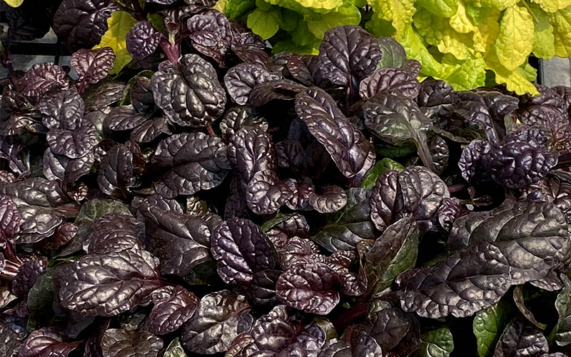  Fierce Falcon Ajuga (Bugleweed) - 5 Pack Of Quart Pots