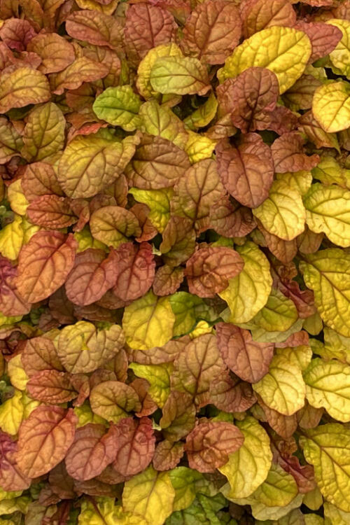  Pleasant Pheasant Ajuga (Bugleweed) - 18 Pack Of Pint Pots