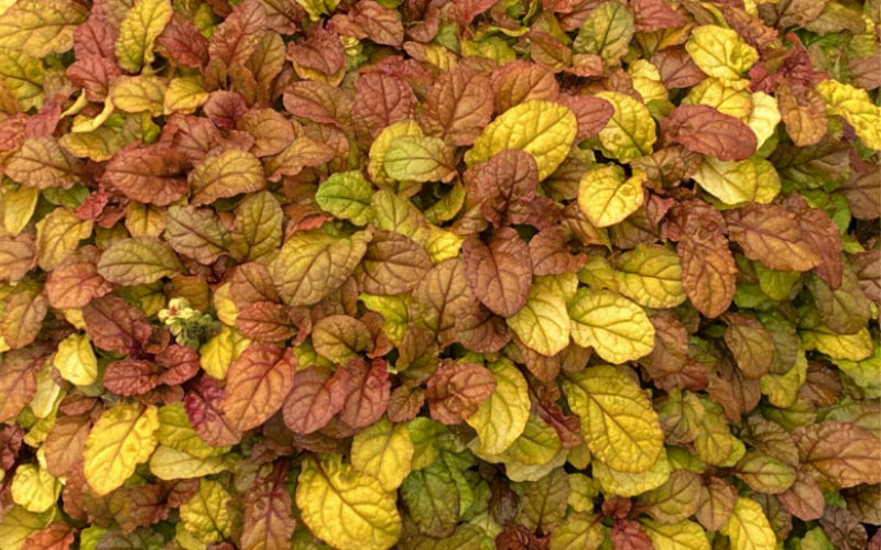  Pleasant Pheasant Ajuga (Bugleweed) - 18 Pack Of Pint Pots