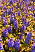  Pleasant Pheasant Ajuga (Bugleweed) - 18 Pack Of Pint Pots