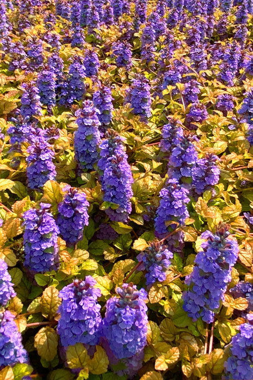  Pleasant Pheasant Ajuga (Bugleweed) - 18 Pack Of Pint Pots