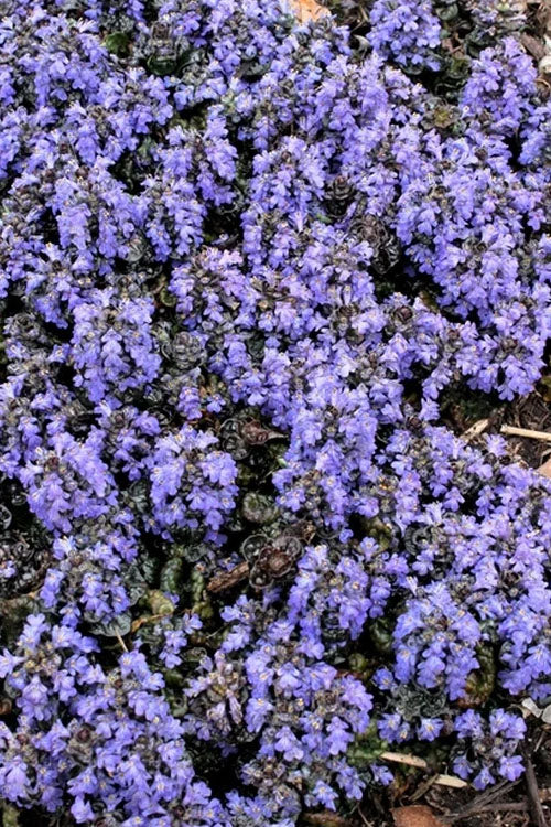  Metallica Crispa Ajuga (Bugleweed) - 6 Pack Of Pint Pots