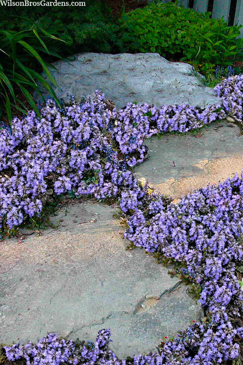  Metallica Crispa Ajuga (Bugleweed) - 6 Pack Of Pint Pots