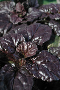 Black Scallop Ajuga Bugleweed - 10 Pack Of Pint Pots