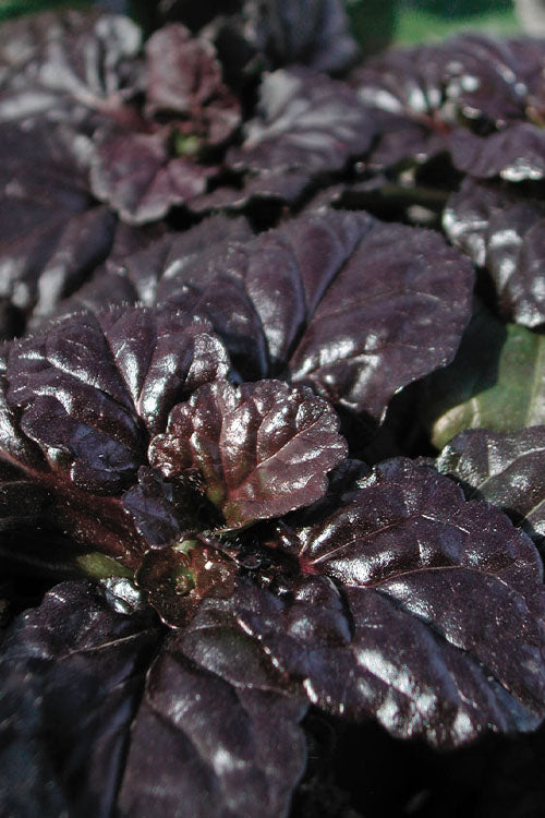  Black Scallop Ajuga Bugleweed - 10 Pack Of Pint Pots
