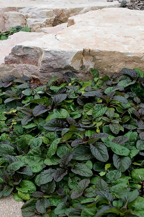  Bronze Beauty Ajuga (Bugleweed) - 6 Pack Of 3.5" Pint Pots