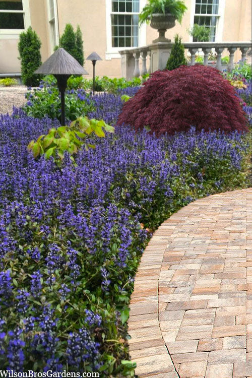  Bronze Beauty Ajuga - Bugleweed - 18 Count Flats Of Pint Pots