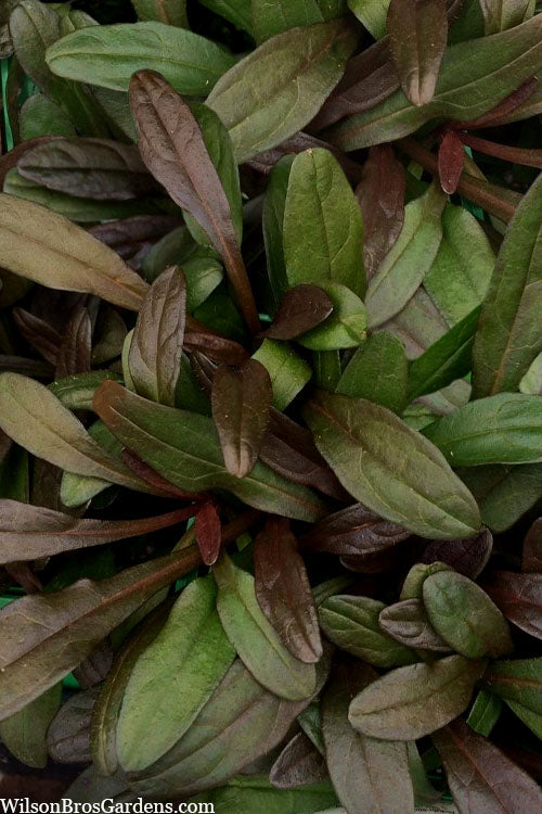  Chocolate Chip Ajuga (Bugleweed) - 5 Pack Of 4" Pint Pots