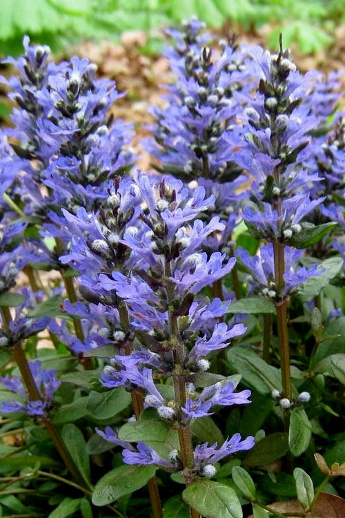  Chocolate Chip Ajuga (Bugleweed) - 5 Pack Of 4" Pint Pots