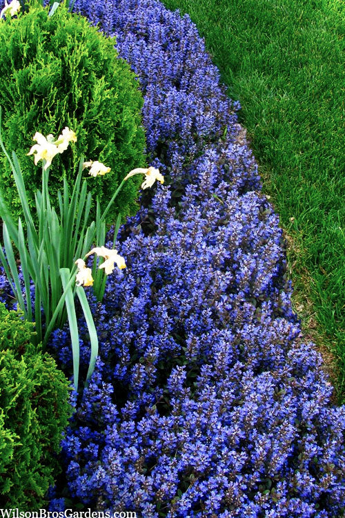  Chocolate Chip Ajuga (Bugleweed) - 5 Pack Of 4" Pint Pots