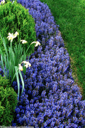  Chocolate Chip Ajuga (Bugleweed) - 5 Pack Of 4" Pint Pots