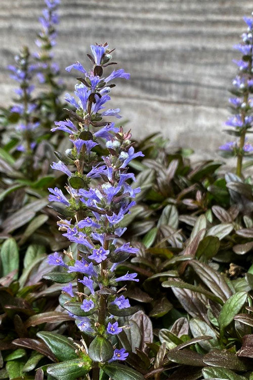  Chocolate Chip Ajuga (Bugleweed) - 5 Pack Of 4" Pint Pots
