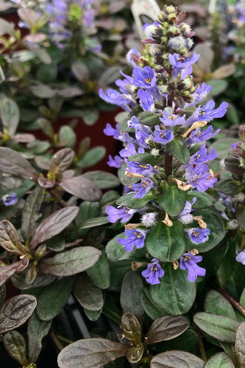  Chocolate Chip Ajuga (Bugleweed) - 5 Pack Of 4" Pint Pots