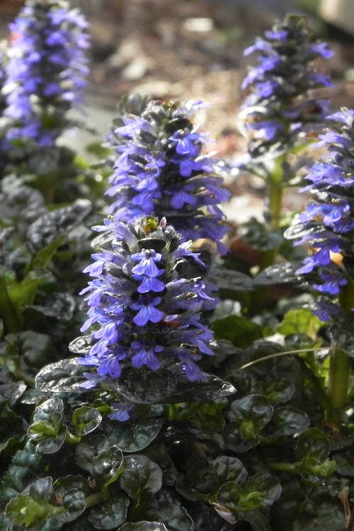  Metallica Crispa Ajuga (Bugleweed) - 6 Pack Of Pint Pots