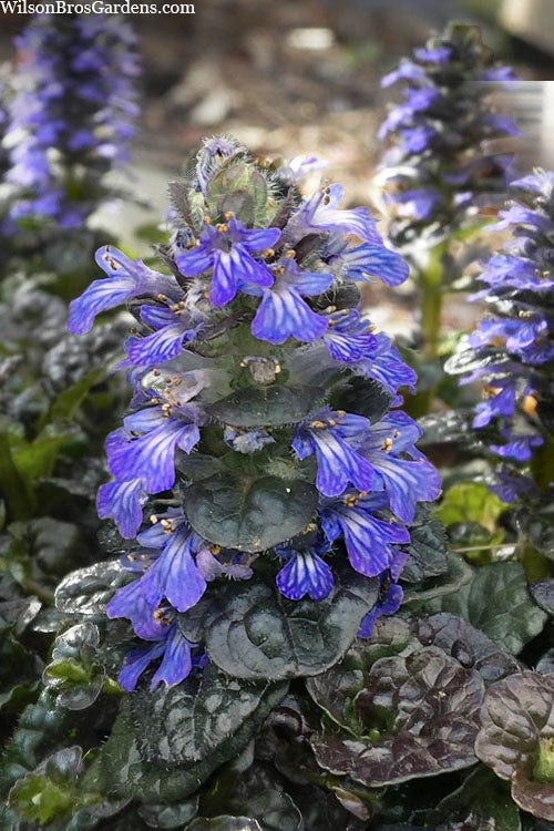  Metallica Crispa Ajuga (Bugleweed) - 6 Pack Of Pint Pots