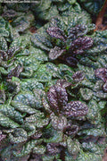  Metallica Crispa Ajuga (Bugleweed) - 6 Pack Of Pint Pots