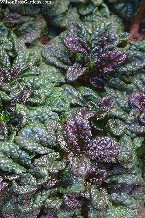  Metallica Crispa Ajuga (Bugleweed) - 6 Pack Of Pint Pots