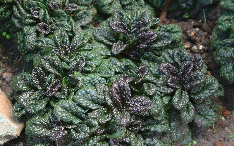  Metallica Crispa Ajuga (Bugleweed) - 6 Pack Of Pint Pots