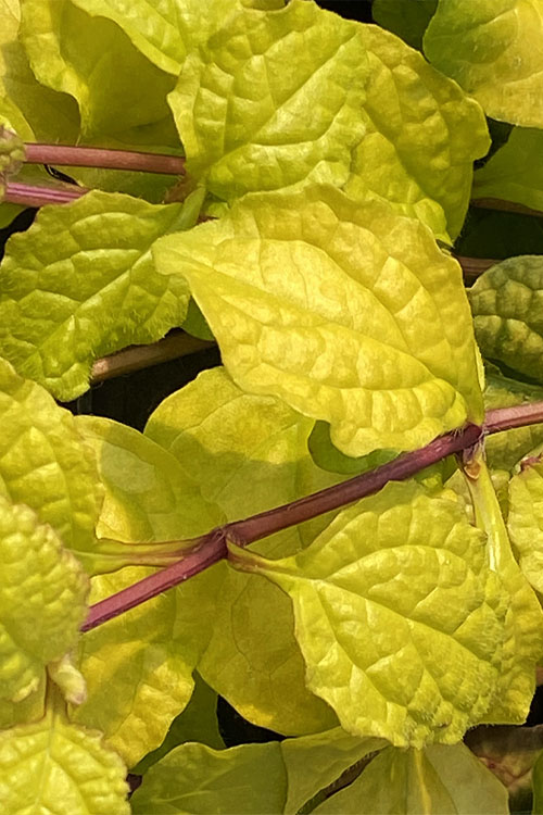  Tropical Toucan Ajuga (Bugleweed) - 5 Pack Of Quart Pots