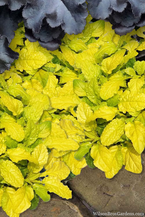  Tropical Toucan Ajuga (Bugleweed) - 5 Pack Of Quart Pots