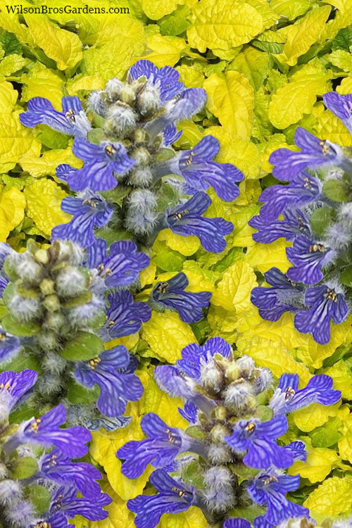  Tropical Toucan Ajuga (Bugleweed) - 5 Pack Of Quart Pots
